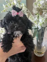 Summer, a female Yorkipoo for sale in Sarasota, FL – 2 of 5