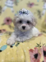 Bella , a female Maltipoo for sale in Sarasota, FL – 1 of 1