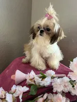 Princess, a female Shih Tzu for sale in Sarasota, FL – Photo 4 of 4