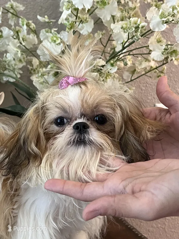 Princess – Shih Tzu puppy for sale in Sarasota, FL
