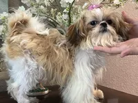 Princess, a female Shih Tzu for sale in Sarasota, FL – Photo 2 of 4