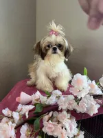 Princess, a female Shih Tzu for sale in Sarasota, FL – Photo 3 of 4