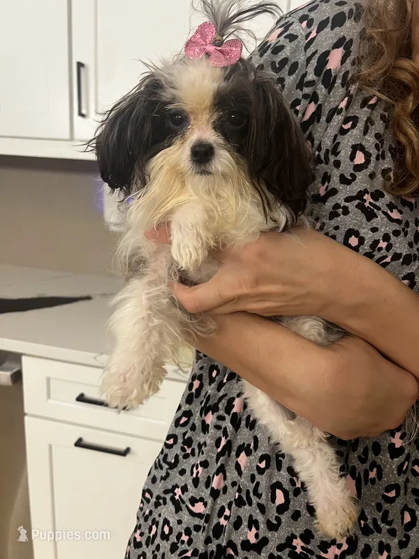 Prissy  – Maltipoo puppy for sale in Sarasota, FL