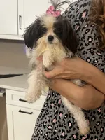 Prissy , a female Maltipoo for sale in Sarasota, FL – 1 of 2