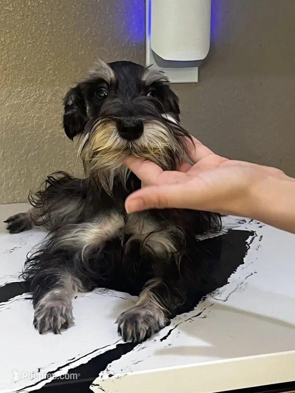 Penny – Miniature Schnauzer puppy for sale in Sarasota, FL