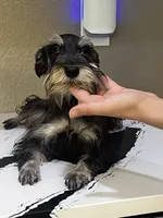 Penny, a female Miniature Schnauzer for sale in Sarasota, FL – 1 of 1
