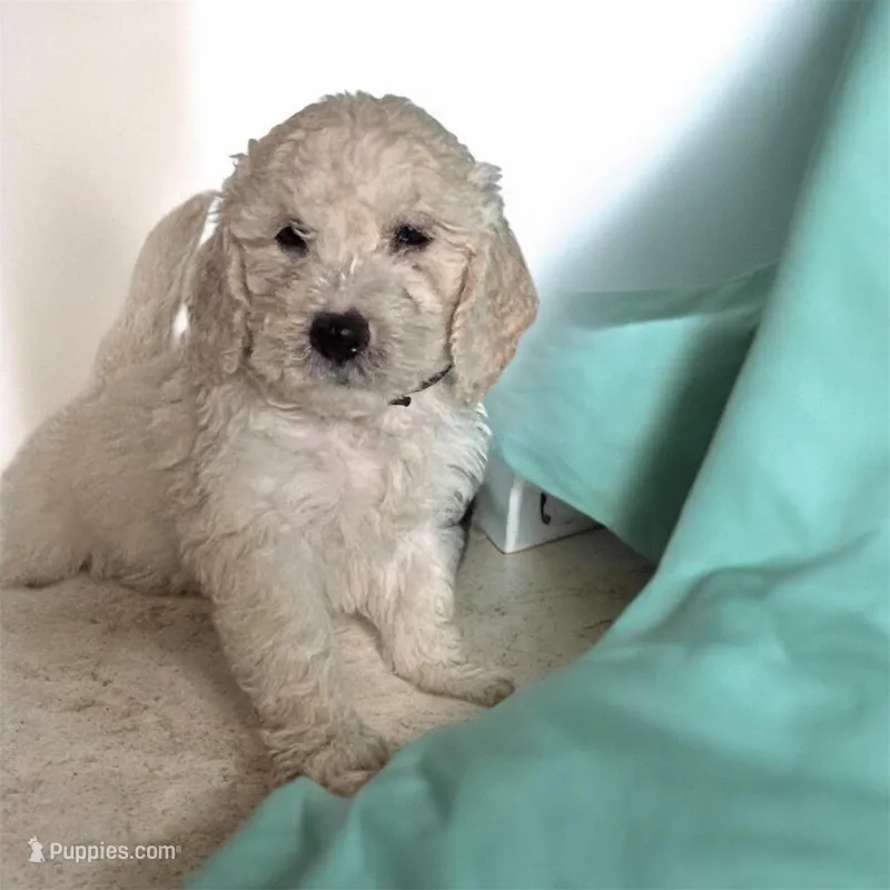Black Boy – Goldendoodle, Poodle - Miniature  puppy for sale in Zellwood, FL