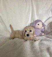 Red Girl , a female Goldendoodle and Poodle - Miniature  for sale in Zellwood, FL – 2 of 3