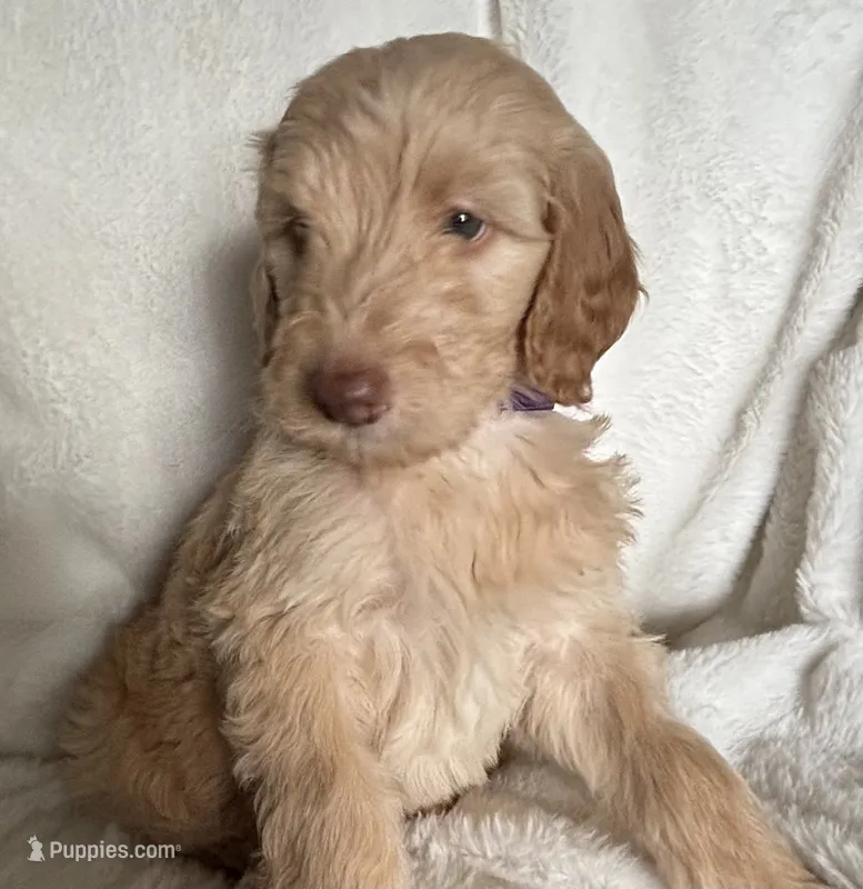 Light Pink Girl  – Sheepadoodle puppy for sale in Zellwood, FL