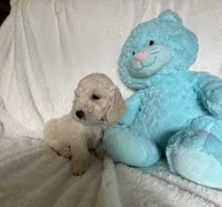 Black Boy, a male Goldendoodle and Poodle - Miniature  for sale in Zellwood, FL – 4 of 4