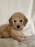 Purple Girl, a female Goldendoodle and Poodle - Miniature  for sale in Zellwood, FL – 3 of 4