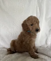 Blue Boy, a male Goldendoodle and Poodle - Miniature  for sale in Zellwood, FL – 2 of 2
