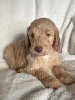 Light Pink Girl , a female Sheepadoodle for sale in Zellwood, FL – 2 of 3