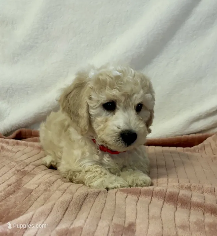 Red Girl  – Goldendoodle, Miniature Goldendoodle puppy for sale in Zellwood, FL