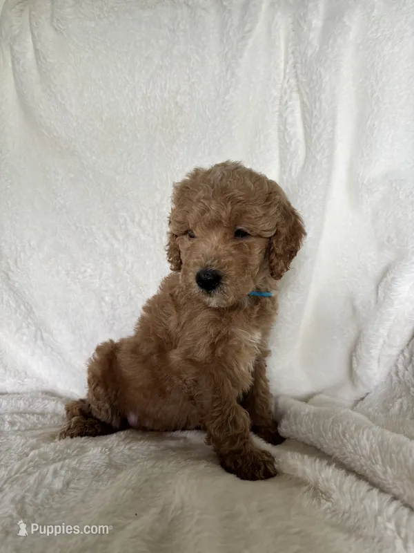 Blue Boy – Goldendoodle, Poodle - Miniature  puppy for sale in Zellwood, FL