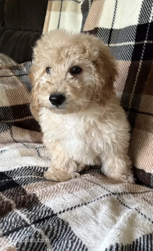 Black Boy – Goldendoodle, Miniature Goldendoodle puppy for sale in Zellwood, FL