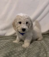 Blue Boy, a male Goldendoodle and Poodle - Miniature  for sale in Zellwood, FL – 2 of 3