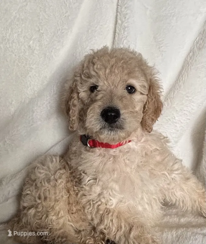 Red S Girl  – Sheepadoodle puppy for sale in Zellwood, FL