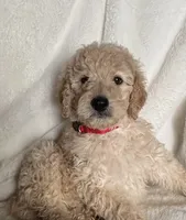 Red S Girl , a female Sheepadoodle for sale in Zellwood, FL – 1 of 3