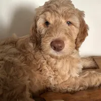 Green Eyes , a male Sheepadoodle for sale in Zellwood, FL – 3 of 3