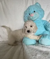 Black Boy, a male Goldendoodle and Poodle - Miniature  for sale in Zellwood, FL – 3 of 4