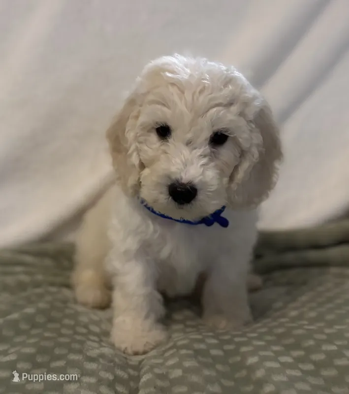 Blue Boy – Goldendoodle, Poodle - Miniature  puppy for sale in Zellwood, FL