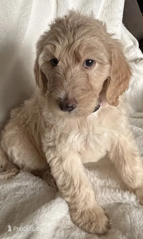 Dark Purple  – Sheepadoodle puppy for sale in Zellwood, FL