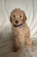 Dark Blue S Boy, a male Sheepadoodle for sale in Zellwood, FL – 2 of 3