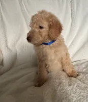 Dark Blue S Boy, a male Sheepadoodle for sale in Zellwood, FL – 3 of 3