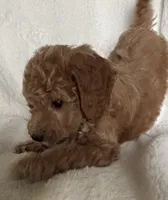 White Girl , a female Goldendoodle and Poodle - Miniature  for sale in Zellwood, FL – 3 of 4