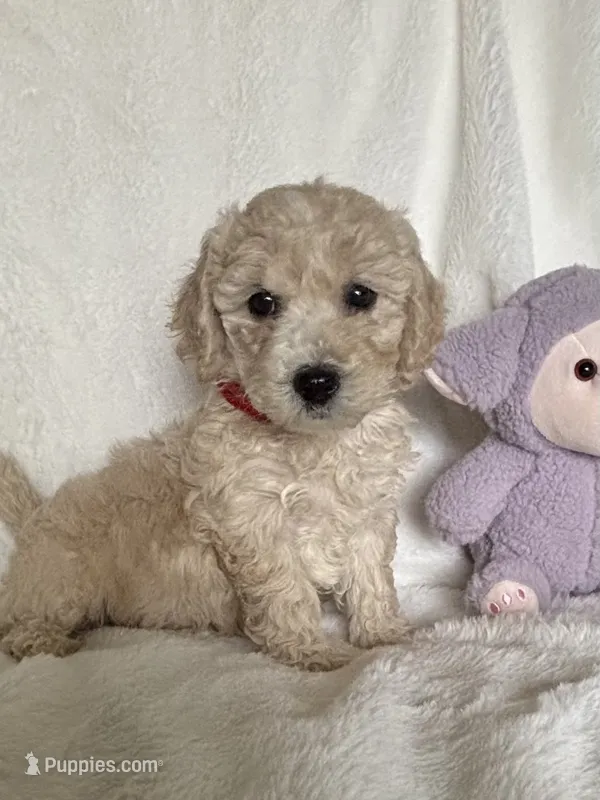 Red Girl  – Goldendoodle, Poodle - Miniature  puppy for sale in Zellwood, FL