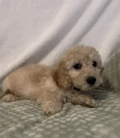 Blue Boy Mini , a male Goldendoodle and Miniature Goldendoodle for sale in Zellwood, FL – 2 of 3