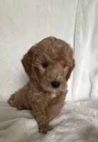 White Girl , a female Goldendoodle and Poodle - Miniature  for sale in Zellwood, FL – 1 of 4