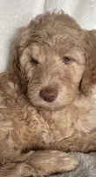 Green Eyes , a male Sheepadoodle for sale in Zellwood, FL – 2 of 3