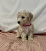 Red Girl , a female Goldendoodle and Miniature Goldendoodle for sale in Zellwood, FL – 2 of 3