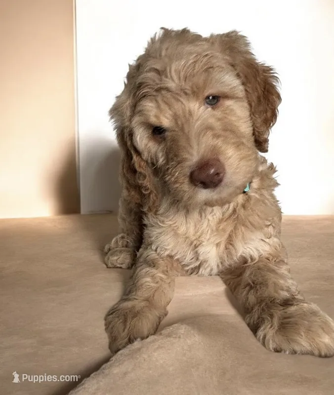 Green Eyes  – Sheepadoodle puppy for sale in Zellwood, FL