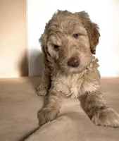 Green Eyes , a male Sheepadoodle for sale in Zellwood, FL – 1 of 3