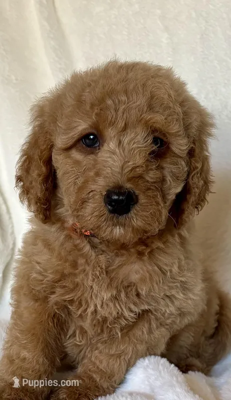 Orange Collar Boy – Goldendoodle puppy for sale in Zellwood, FL