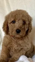 Orange Collar Boy, a male Goldendoodle for sale in Zellwood, FL – Photo 1 of 3