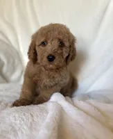 Orange Collar Boy, a male Goldendoodle for sale in Zellwood, FL – Photo 2 of 3
