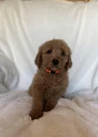 Orange Collar Boy, a male Goldendoodle for sale in Zellwood, FL – Photo 3 of 3