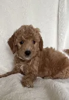 White Girl , a female Goldendoodle and Poodle - Miniature  for sale in Zellwood, FL – 4 of 4