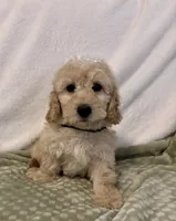Blue Boy Mini , a male Goldendoodle and Miniature Goldendoodle for sale in Zellwood, FL – 3 of 3