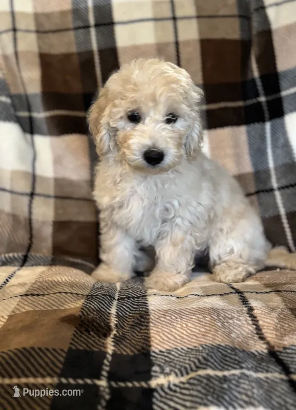 Red Girl  – Goldendoodle, Miniature Goldendoodle puppy for sale in Zellwood, FL