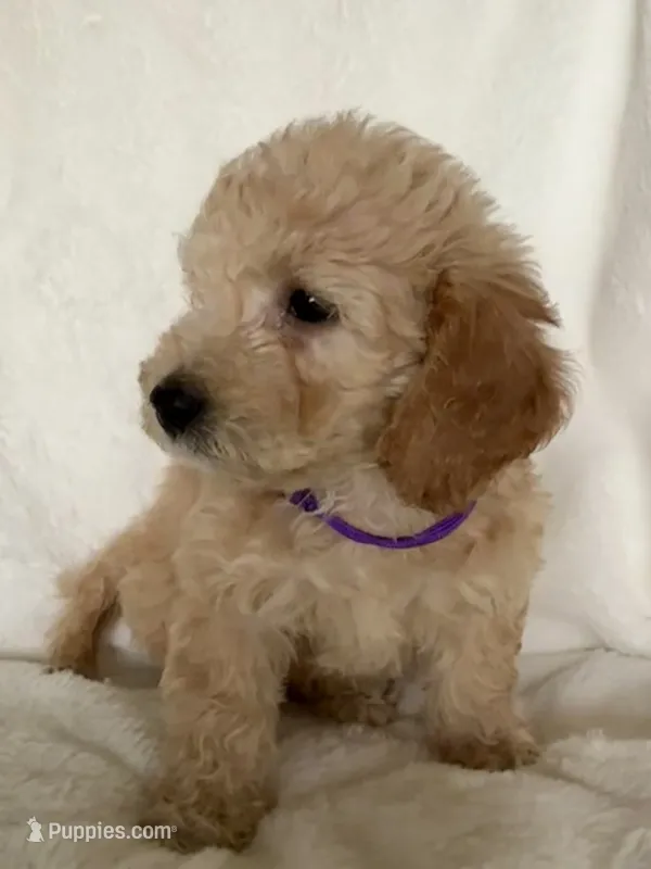 Purple Girl – Goldendoodle, Poodle - Miniature  puppy for sale in Zellwood, FL