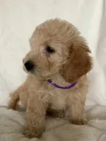 Purple Girl, a female Goldendoodle and Poodle - Miniature  for sale in Zellwood, FL – 1 of 4