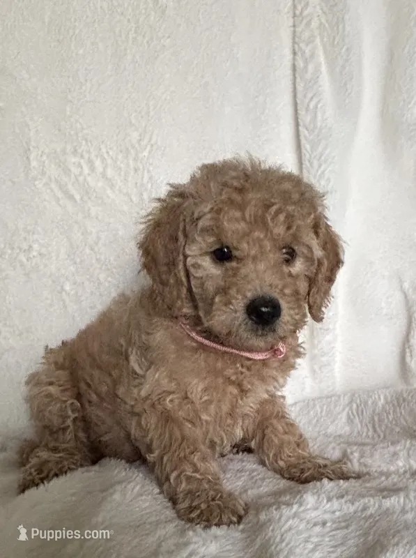 Pink Girl  – Goldendoodle, Poodle - Miniature  puppy for sale in Zellwood, FL
