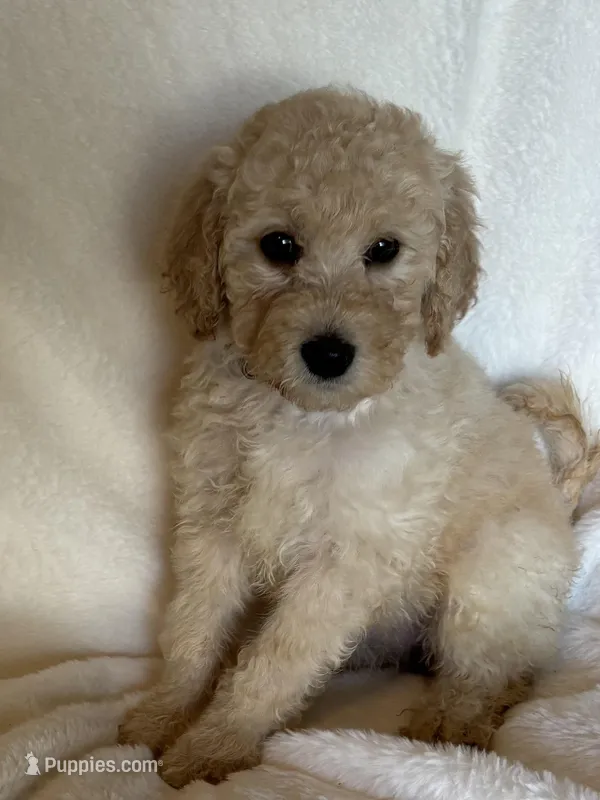 Red Collar Girl  – Goldendoodle puppy for sale in Zellwood, FL