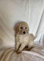 Red Collar Girl , a female Goldendoodle for sale in Zellwood, FL – Photo 2 of 3