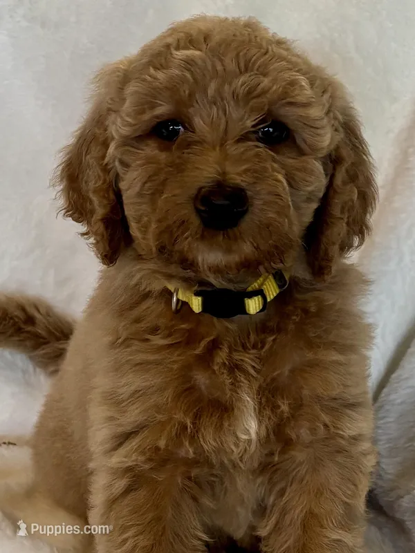 Yellow Collar Girl – Goldendoodle puppy for sale in Zellwood, FL